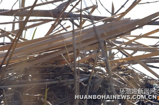 �Ϻ�Ұ���мҲ��һ�