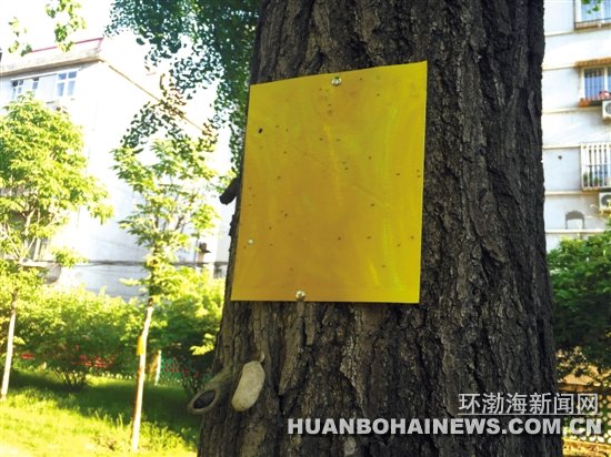 ����Ϊ�α����ϻ�ɫ�ֽ�� ԰�ֲ���:ճ�г�����