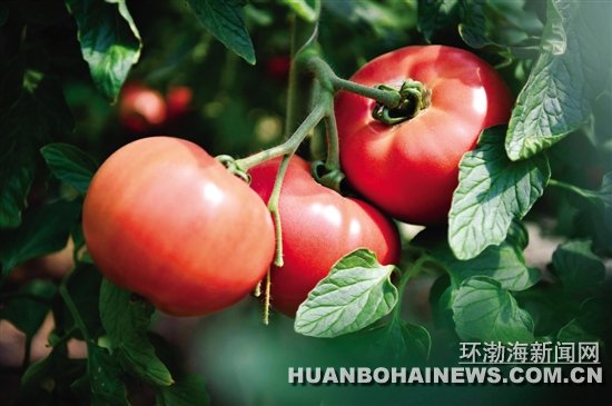 �����߽���ƽ��ɽ�壺������ɫ̫���߲˵Ķ�������