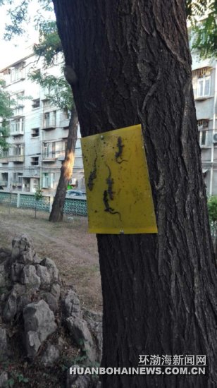 ����ӳ:ճ���ճס�ڻ� ԰�־�:�����ѱ���