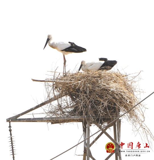 �����״η��ֶ���������Ⱥ������ֳ