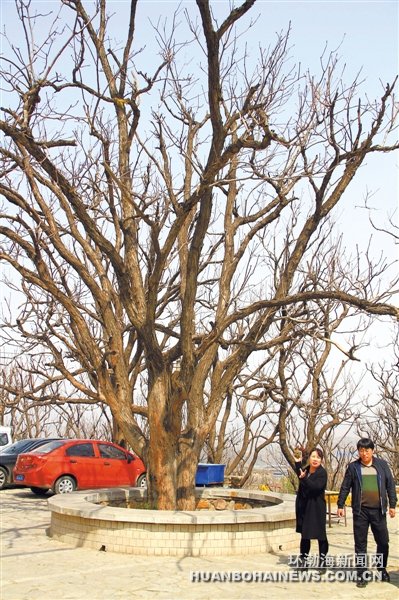 �紺�������߽���ɽ����㴻��ֲרҵ��