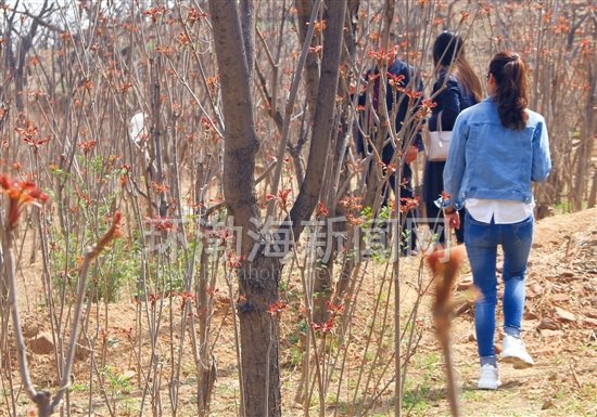 �紺�������߽���ɽ����㴻��ֲרҵ��